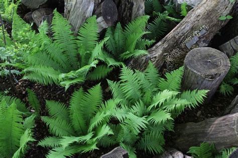 Fern Plants Grab Bag - 10 Plants Chosen Perfect For Your Zone | Ferns ...