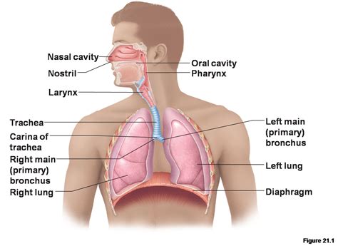 Brenda's A & P Eportfolio: Objective 43: Describe the anatomy and ...