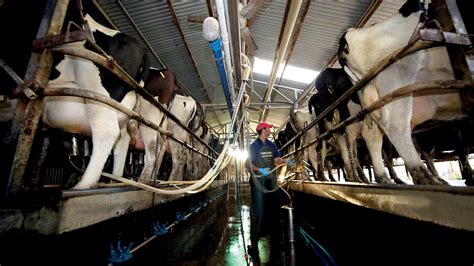 Milk Processing Overview | Dairy Australia