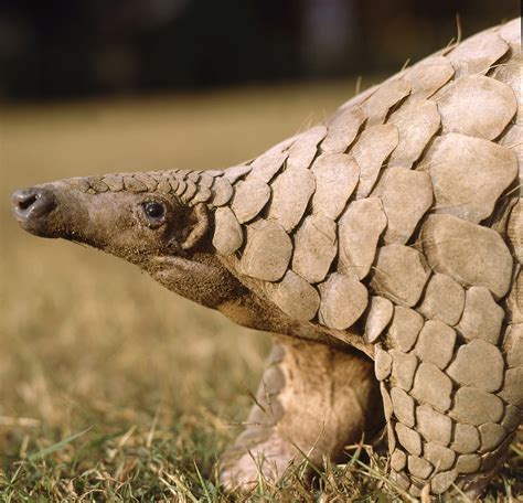 Indian pangolin - Pangolin Specialist Group