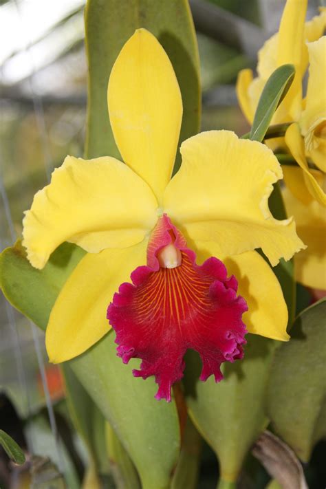 Yellow Orchid | Yellow orchid, Cattleya orchid, Orchids