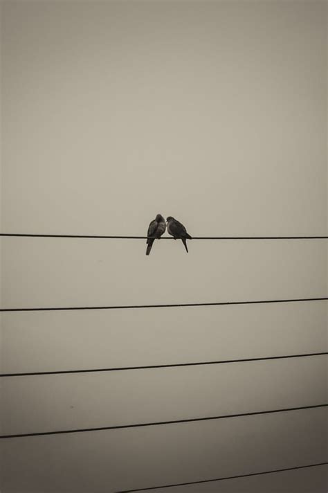 Two Birds on Electric Wire | Beautiful Nature Photography