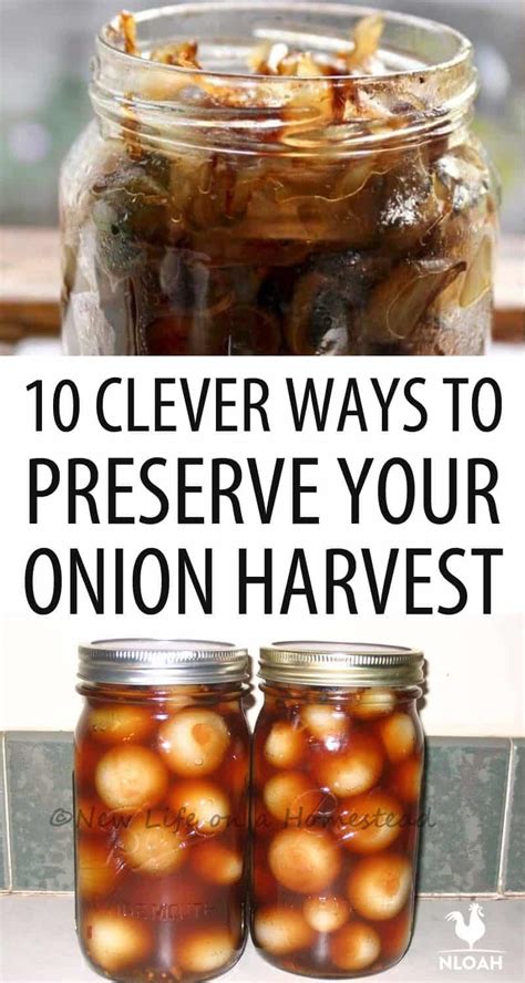 10 Clever Ways to Preserve Your Onions • New Life On A Homestead