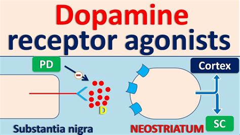 Dopamine Receptors