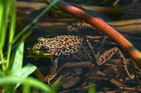 Columbia Spotted Frog in Marsh Photograph by Sharon Talson - Fine Art ...