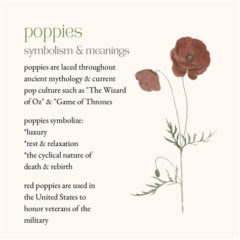 poppies symbolism and meaning Poppy Flower Meaning, Delphinium Flowers ...