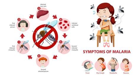 Malaria: Symptoms, Causes, Diagnosis, Treatment, Prevention and Diet ...