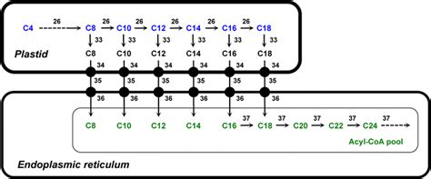 Fatty acid elongation. The scheme depicts the different pathways ...