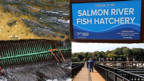 Salmon River Fish Hatchery,Altmar,NY _Visit 10-01-2022 #salmon #fishing ...