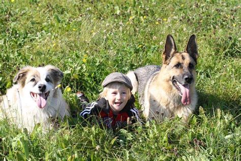 10 Best Large Dog Breeds for Families with Kids - Petsoid