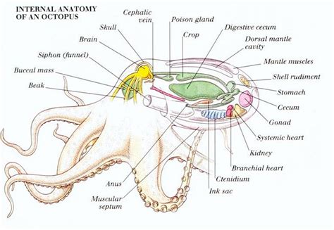 Giant Pacific Octopus Facts, Habitat, Diet, Life Cycle, Baby, Pictures