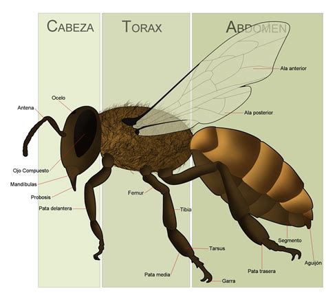 Archivo:Anatomia de la Abeja.jpg - Wikipedia, la enciclopedia libre