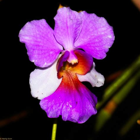 The night orchid - Around the World with Marty Essen