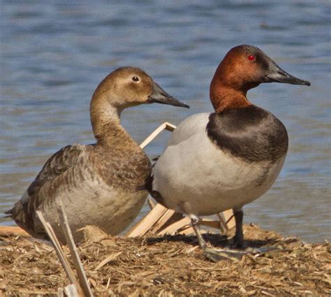 Canvasback Pair (Aythya valisineria) | Duck pictures, Duck photography ...