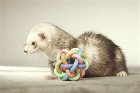 The Best Ferret Toys: The Nine Top Playthings in 2024