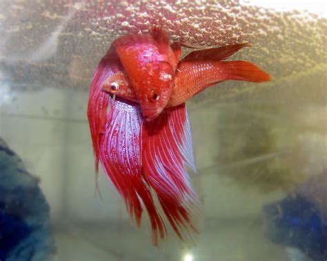 Betta photo and wallpaper. Cute Betta pictures