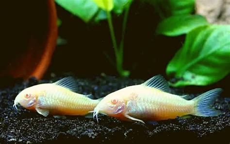 The Fascinating Albino Cory Catfish Behavior (Revealed!)