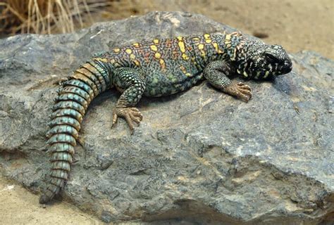 Uromastyx 101: Care, Diet, Enclosure, Lifespan, Size...