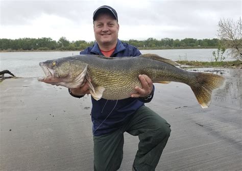 Whopper Walleye Breaks North Dakota's Longest-standing Fish Record F1D