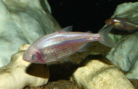 Researchers find that the blind cave fish evolved a smaller brain in ...