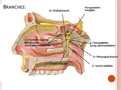 pterygopalatine ganglion