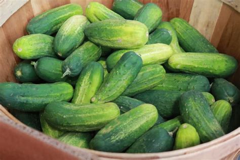 Best Cucumbers for Pickling » Picking Your Picklers