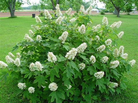 Hydrangea Quercifolia | Alice oakleaf hydrangea, Planting hydrangeas ...