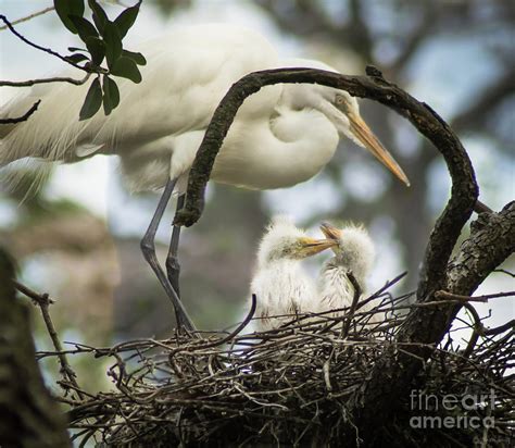 Nesting Egret Photograph by Janal Koenig