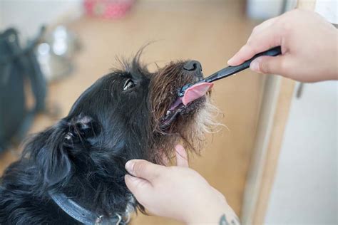 What Are The Best Dog Teeth Cleaning Products?