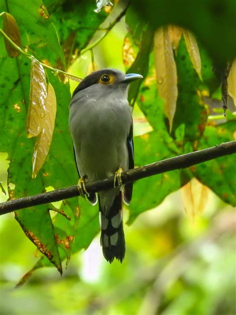 Silver-breasted Broadbill | Bubo Birding