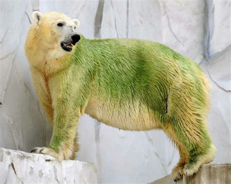 It's not easy being green — especially for a bear