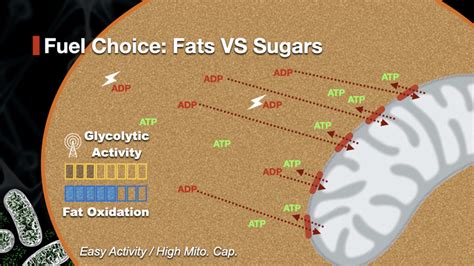 Fat Oxidation Explained: How To Make Your Body Burn More Fats