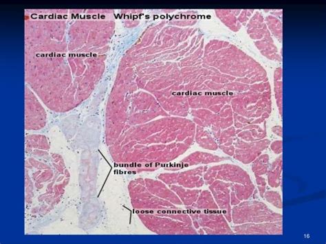 Histology Of Cardiac Muscle