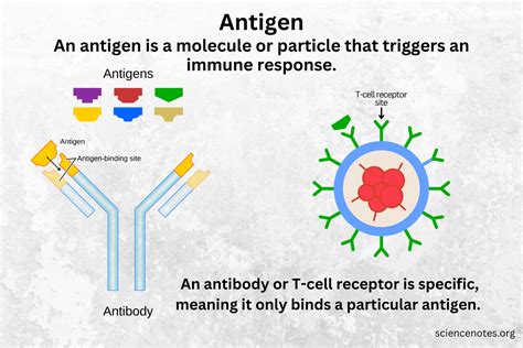 Antigen Definition, Function, and Types