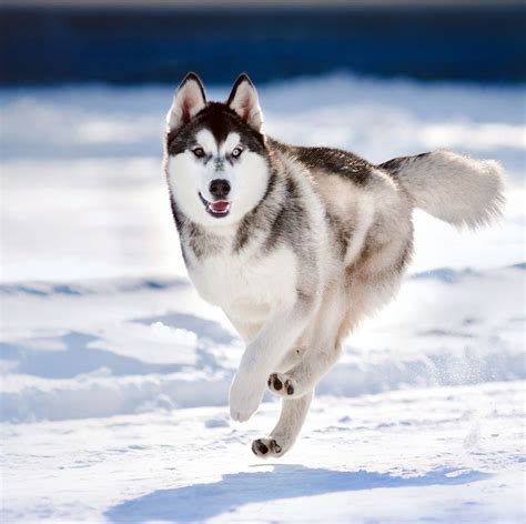 Pictures of huskies - an amazing gallery of siberian and alaskan | Cute ...