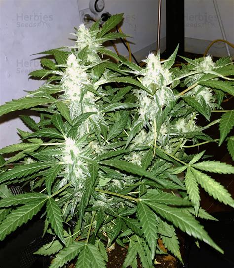 Green Crack feminized seeds for sale by Blimburn Seeds - Herbies