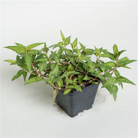 Coriander Vietnamese Plants For Sale | Persicaria Odorata | Rau Ram