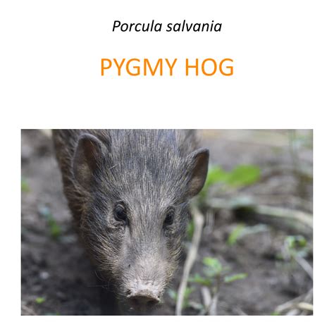 Pygmy hog conservation program – Fundacja Zoo Wrocław DODO