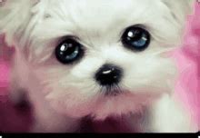 Puppy Dog Eyes GIFs | Tenor