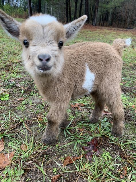 Nigerian Dwarf Goat | Baby farm animals, Baby animals funny, Cute goats