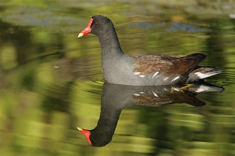 Common Moorhen Reflection Photograph by Lori A Cash - Fine Art America