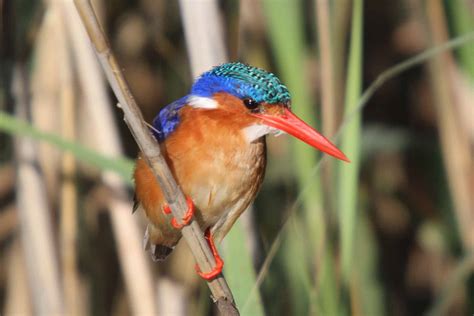 Birds of the Okavango Delta | Botswana Wildlife | Ker Downey Africa