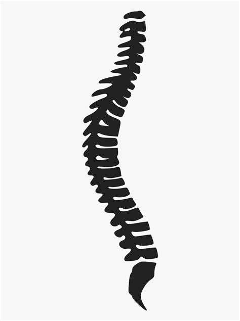 free spine clipart 10 free Cliparts | Download images on Clipground 2024