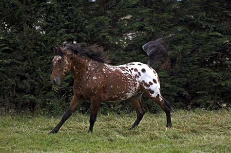 Appaloosa Horse Breed Characteristics, Health & Nutrition Guide | Mad Barn