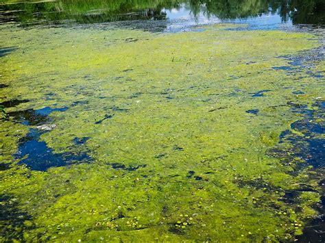 What Is The Ecological Importance Of Algae? - WorldAtlas