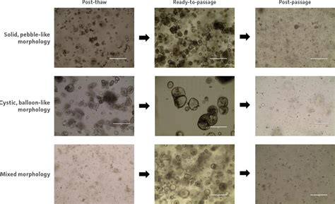 Organoid Culture Guide | ATCC