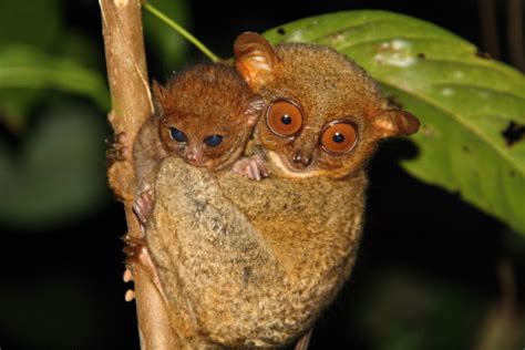 Tarsier baby born in conservation centre in the Philippines celebrates ...