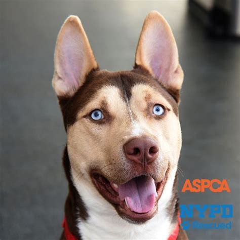 Adoptable Dogs | NYC Adoption Center | ASPCA