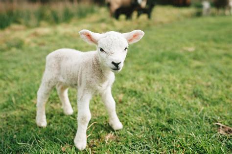 "Cute Baby Lamb Standing In A Field" by Stocksy Contributor "Suzi ...