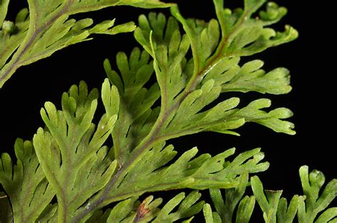 Hymenophyllum scabrum (Hymenophyllaceae) image 147704 at PhytoImages ...